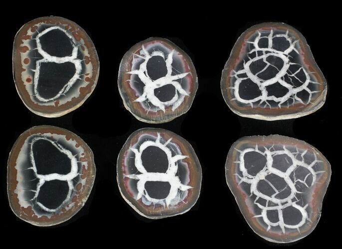 1" Cut and Polished Septarian Nodules - Photo 1